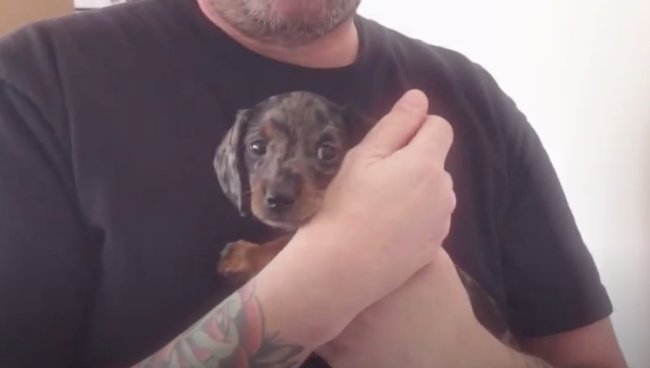 ダックスフンド,動画