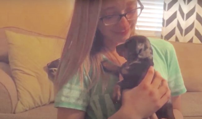 ダックスフンド,動画