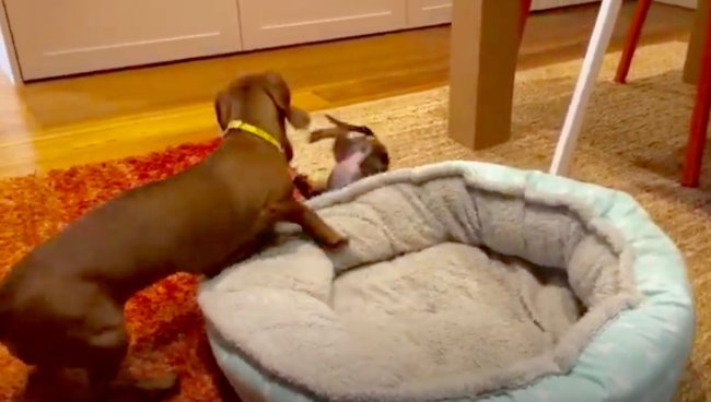 ダックスフンド,動画