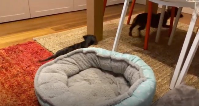 ダックスフンド,動画