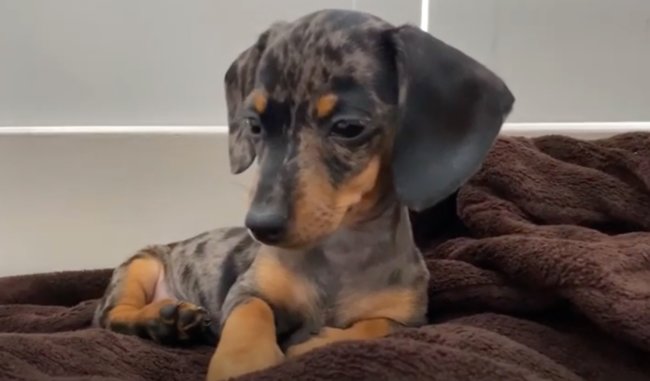 ダックスフンド,動画