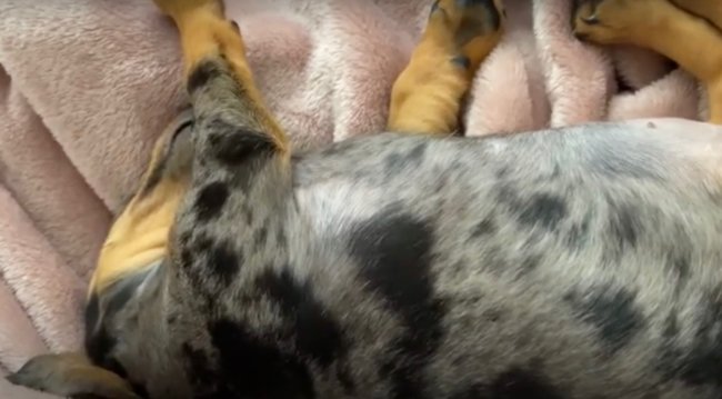 ダックスフンド,動画