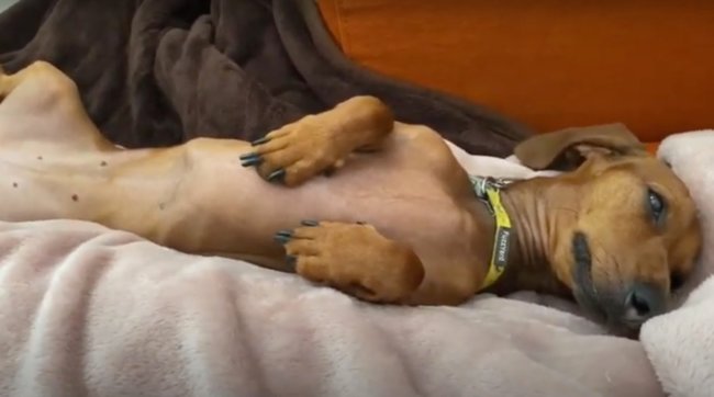 ダックスフンド,動画