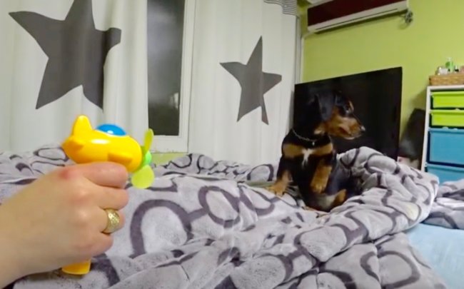 ダックスフンド,動画