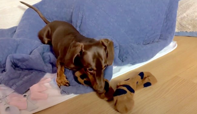 ダックスフンド,動画