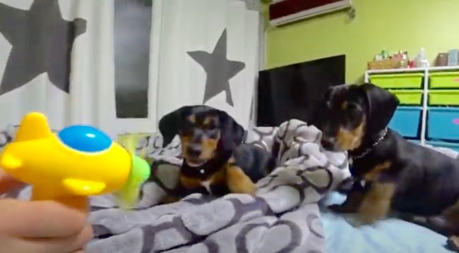 ダックスフンド,動画