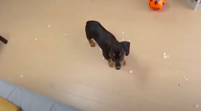 ダックスフンド,動画