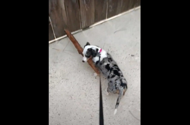 ダックスフンド,動画