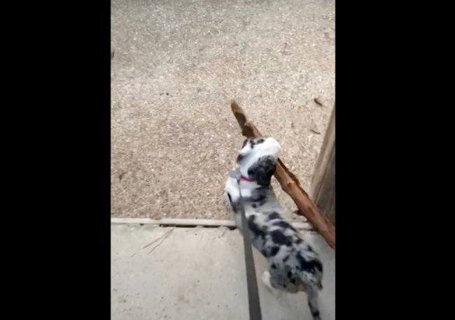 ダックスフンド,動画