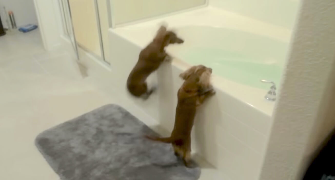 ダックスフンド,動画