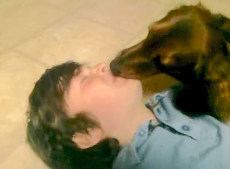 ダックスフンド,動画