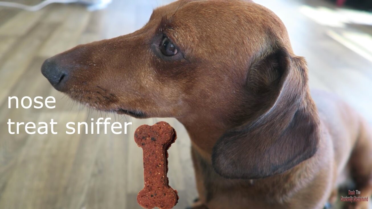 ダックスフンド,動画