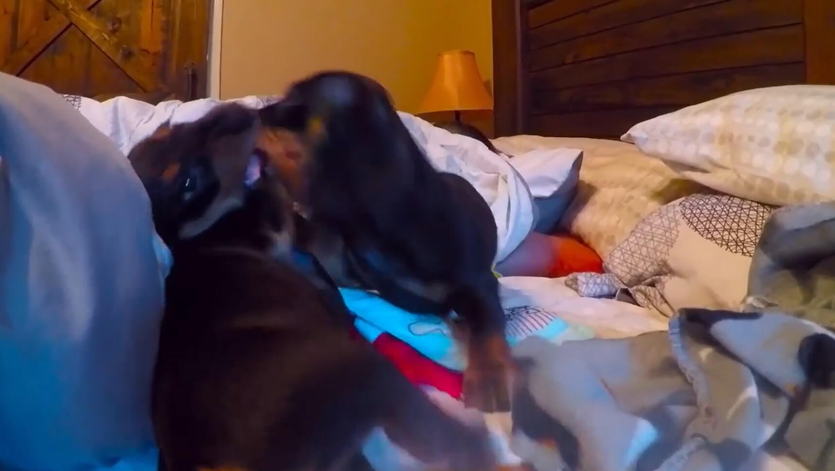 ダックスフンド,動画