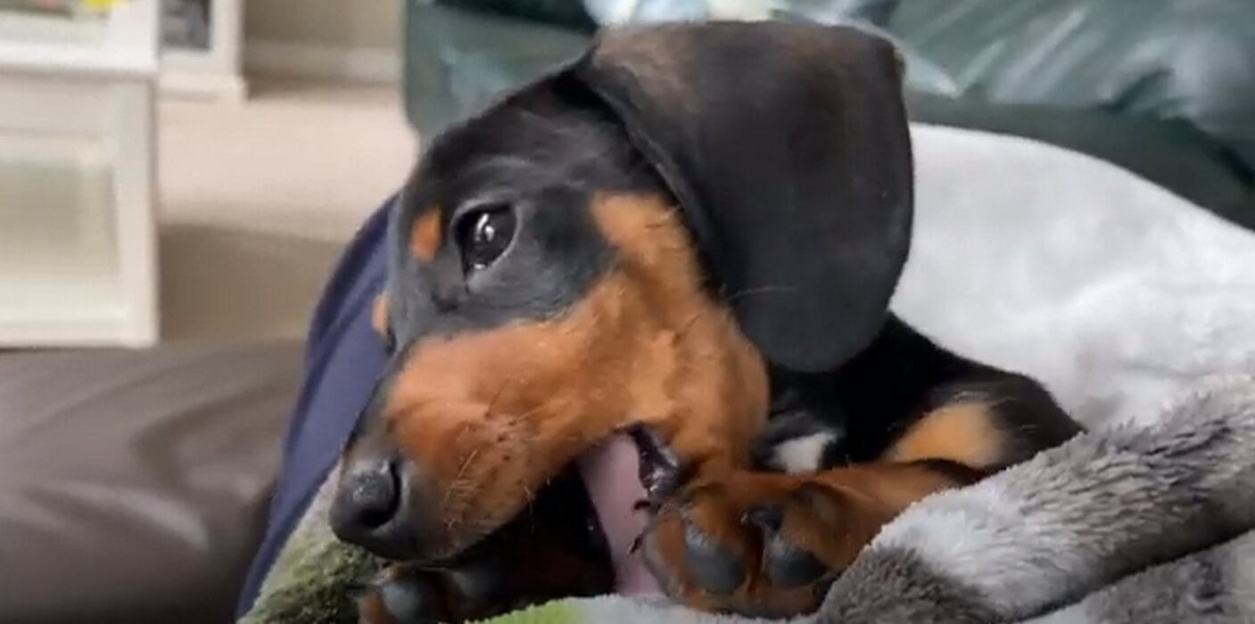 ダックスフンド,動画