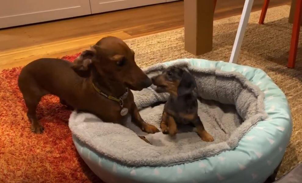 ダックスフンド,動画