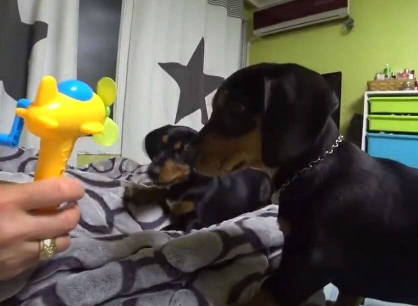 ダックスフンド,動画