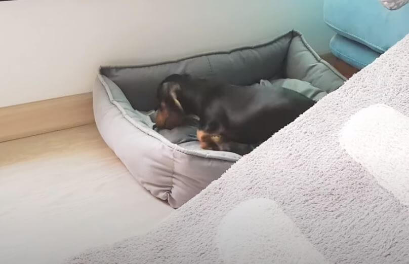 ダックスフンド,動画