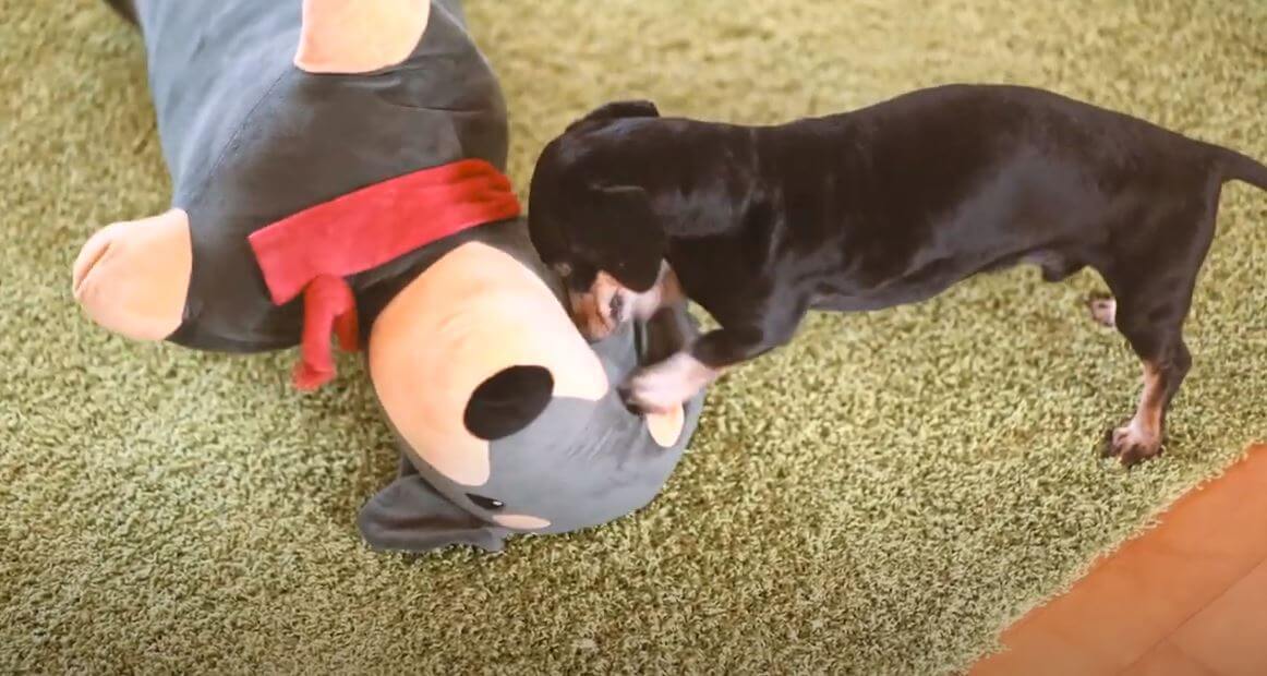 ダックスフンド,動画