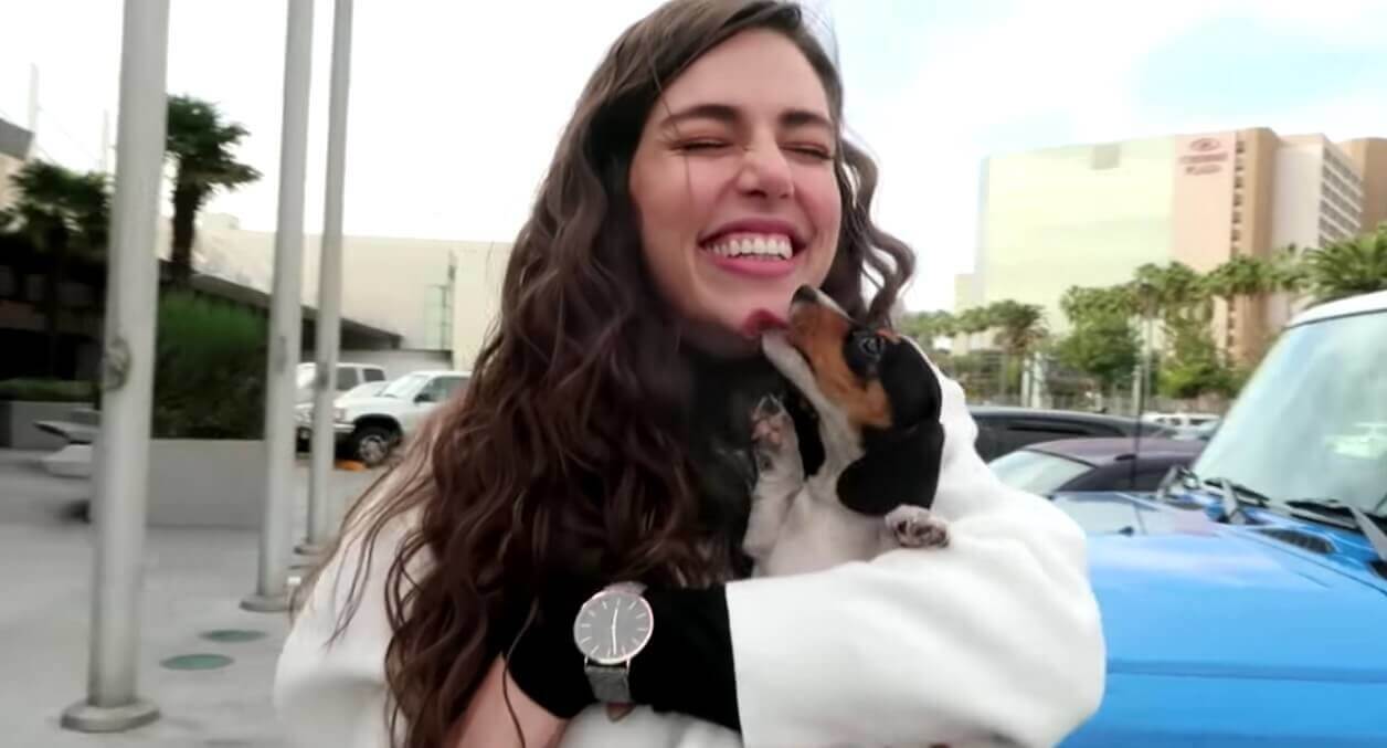 ダックスフンド,動画