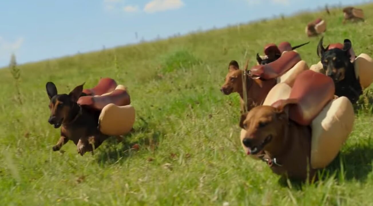 ダックスフンド,動画