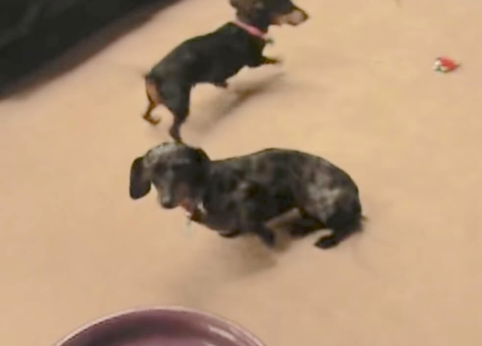 ダックスフンド,動画