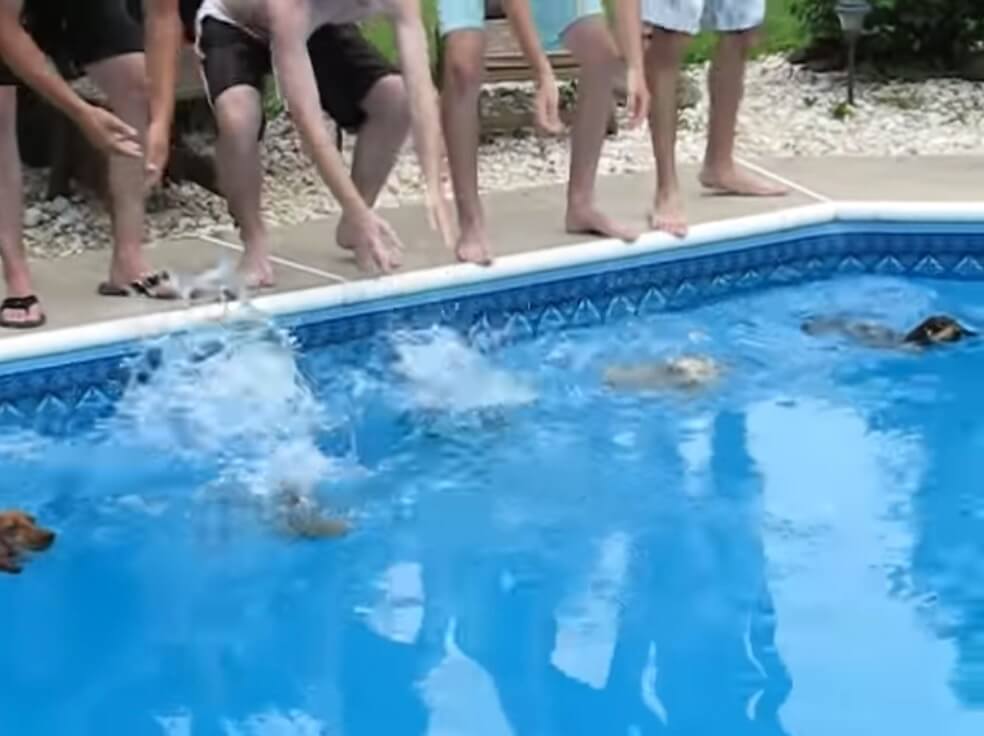 ダックスフンド,動画