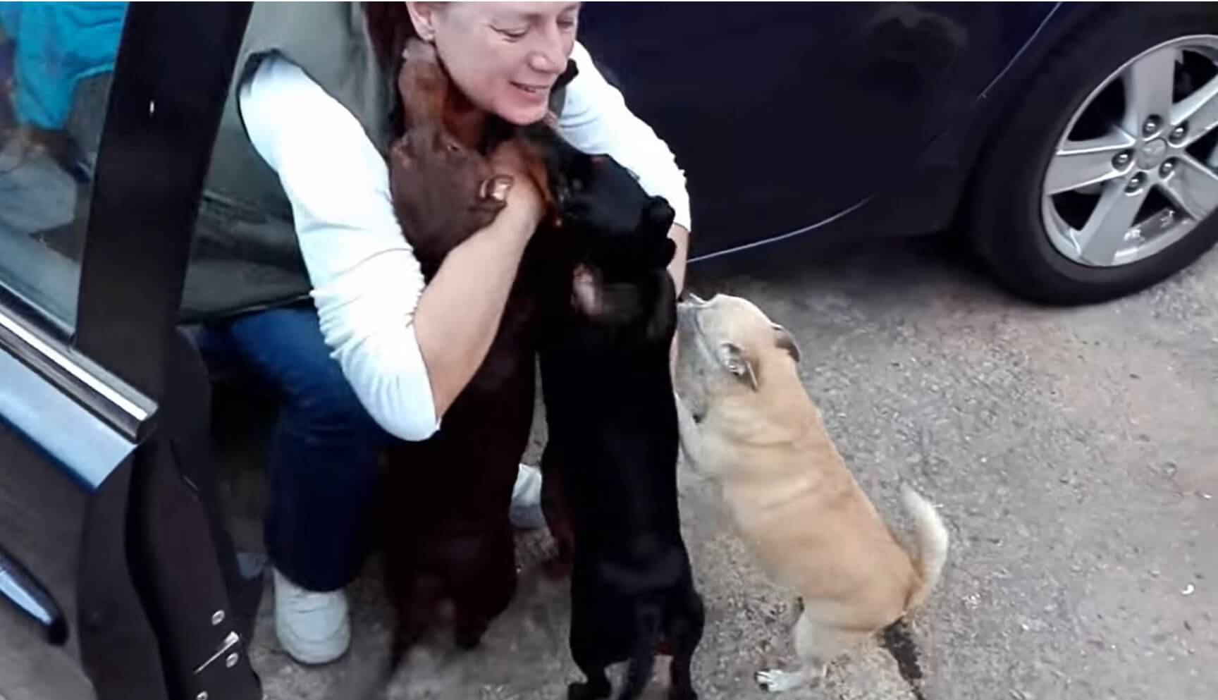 ダックスフンド,動画