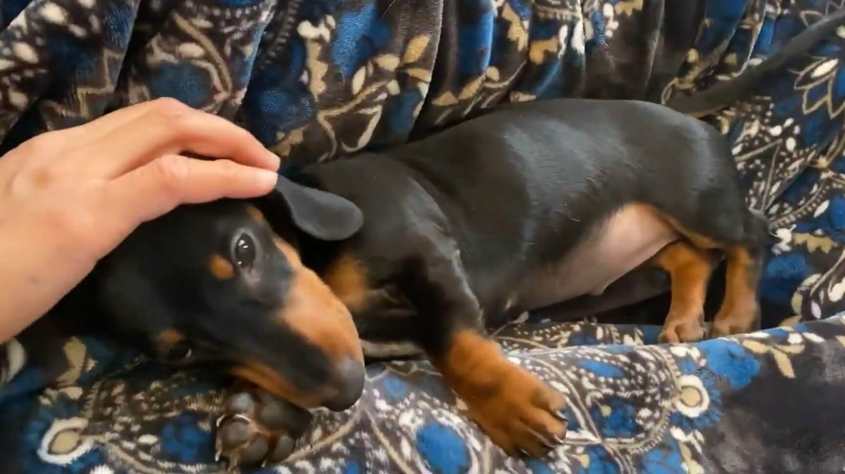 ダックスフンド,動画