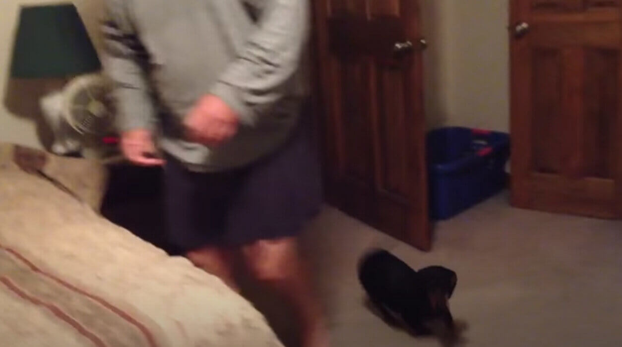 ダックスフンド,動画