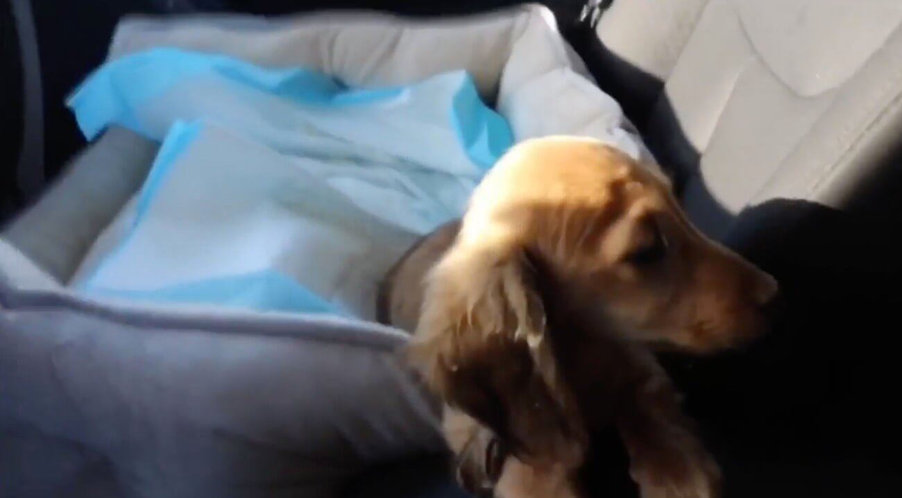 ダックスフンド,動画