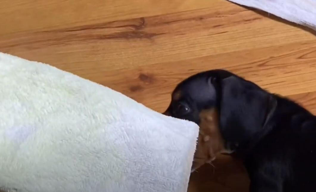 ダックスフンド,動画