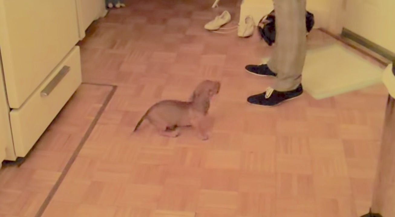 ダックスフンド,動画