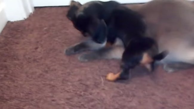 ダックスフンド,動画