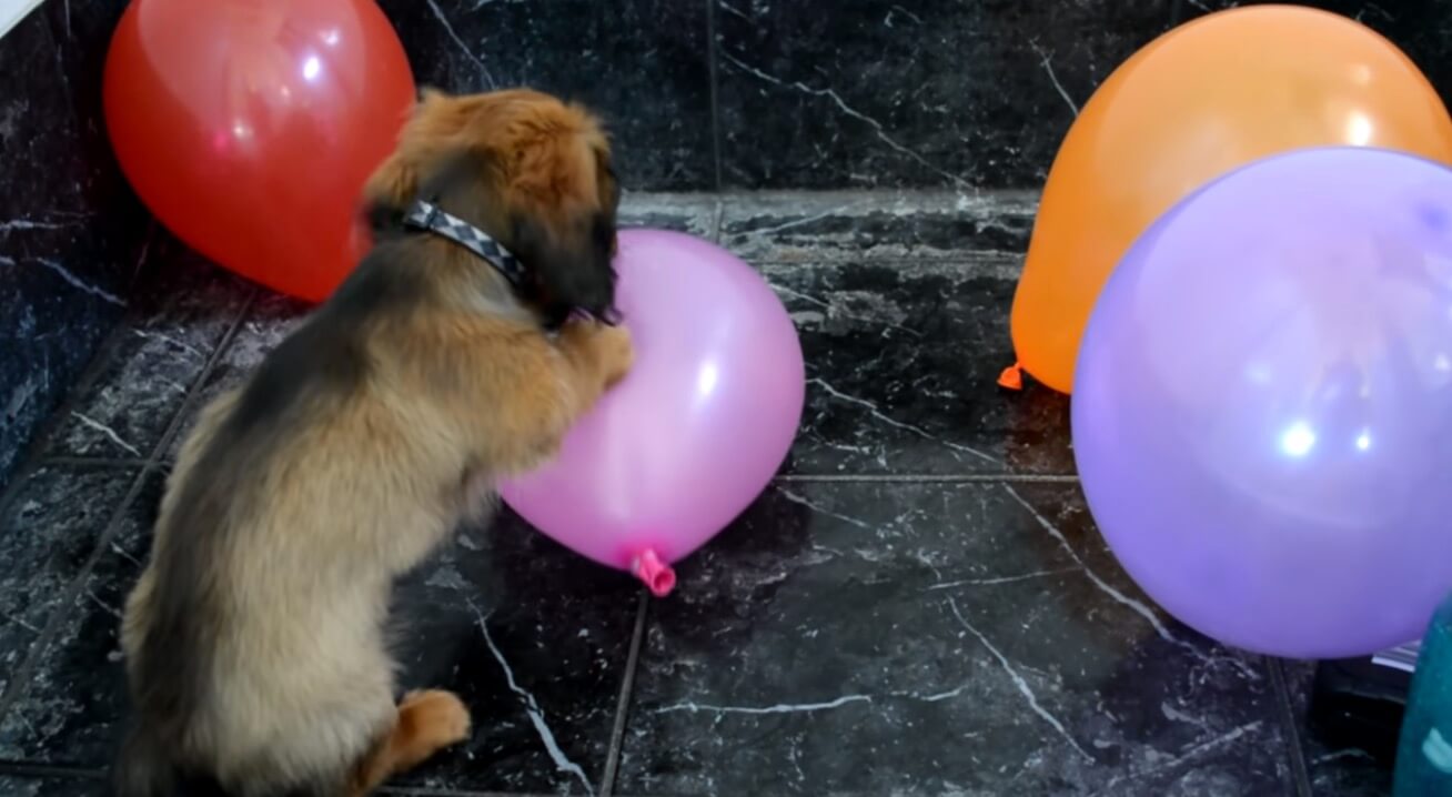 ダックスフンド,動画