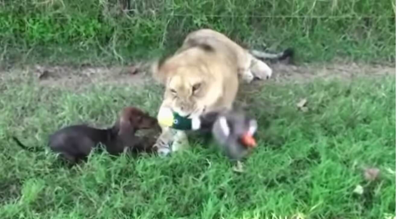 ダックスフンド,動画