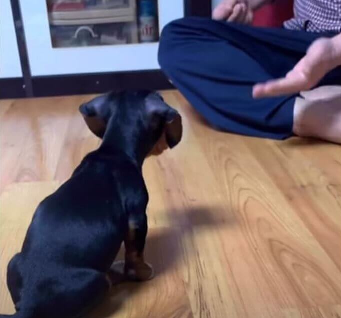 ダックスフンド,動画