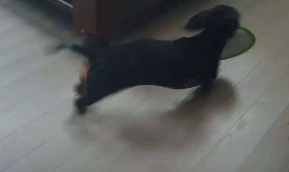 ダックスフンド,動画