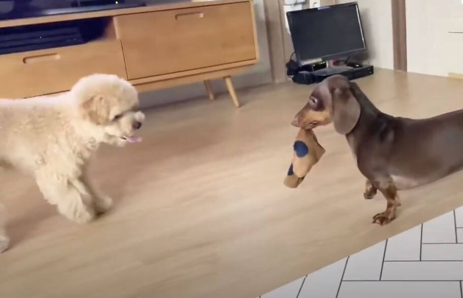 ダックスフンド,動画