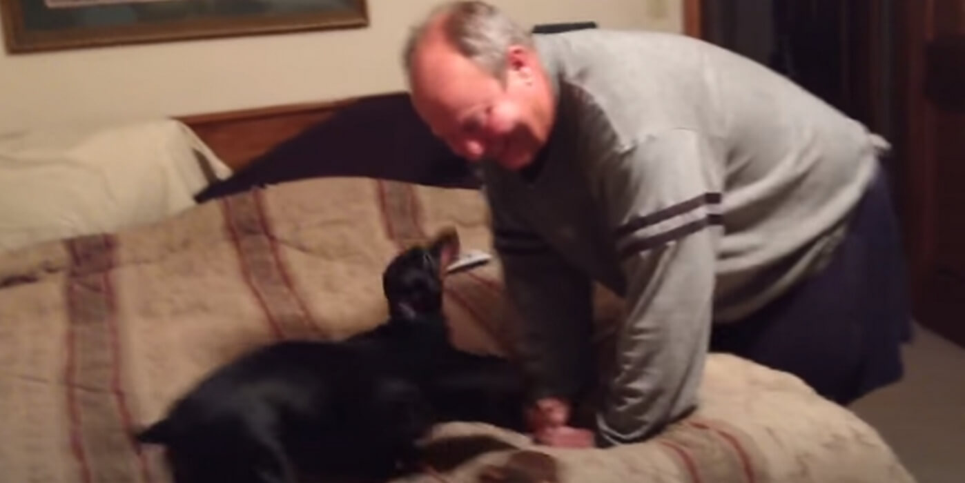 ダックスフンド,動画