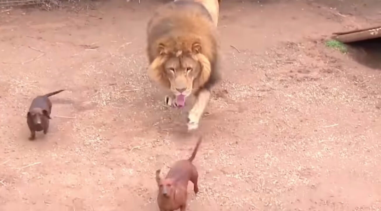 ダックスフンド,動画