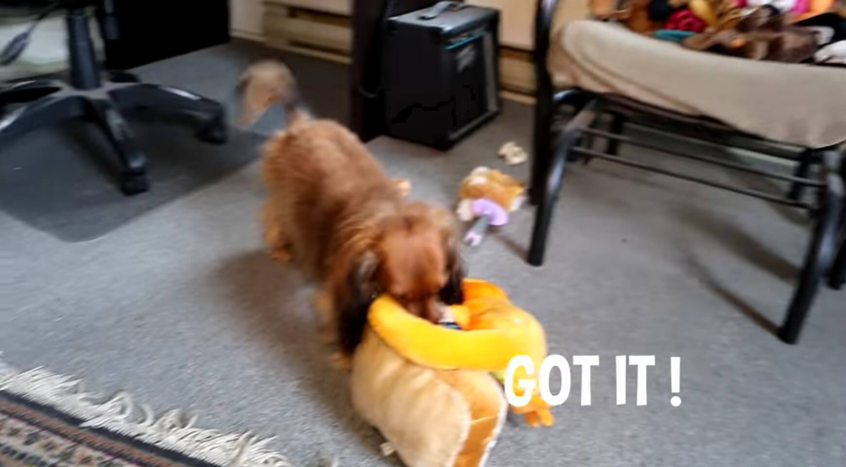 ダックスフンド,動画