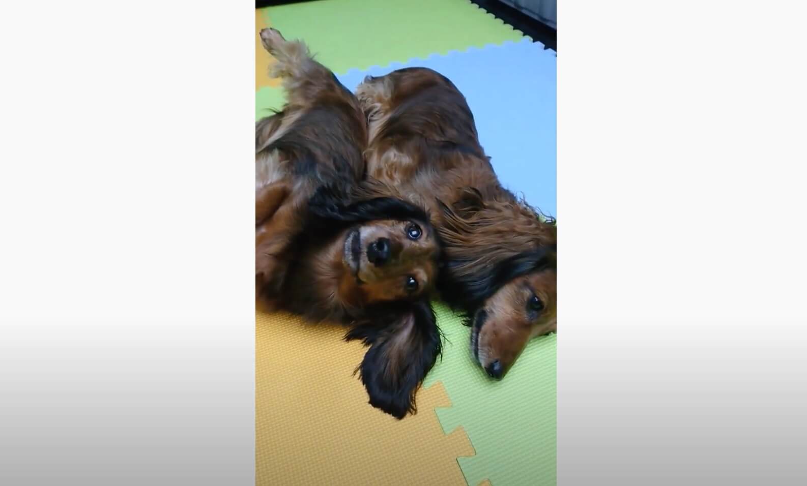 ダックスフンド,動画