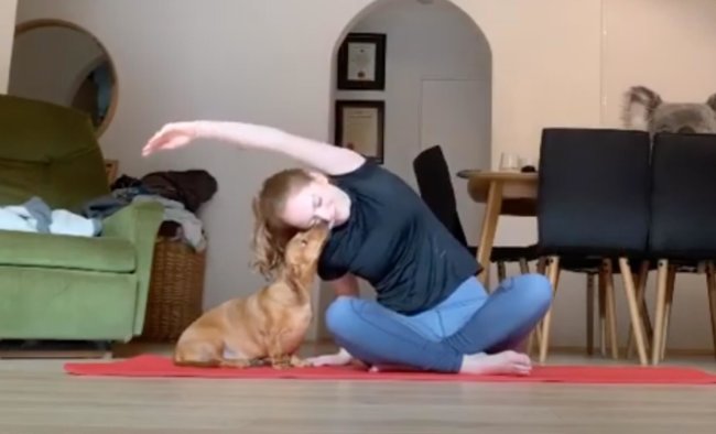 ダックスフンド,動画