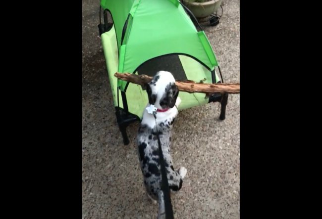 ダックスフンド,動画