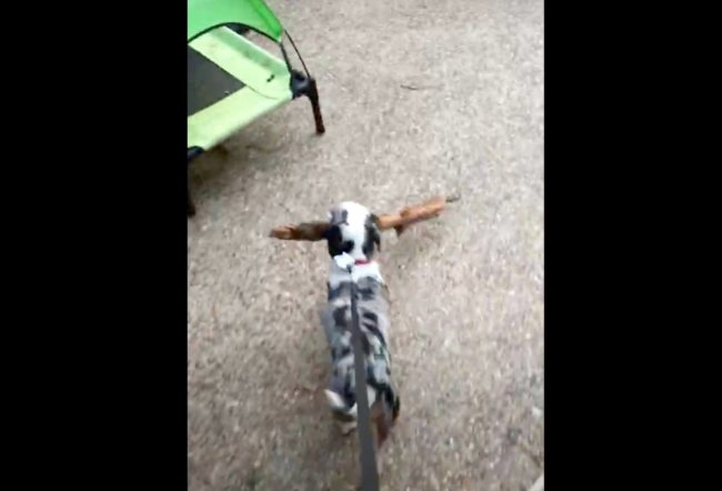 ダックスフンド,動画