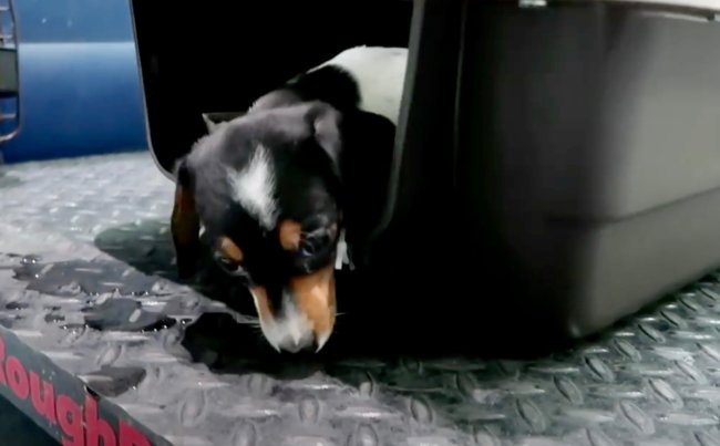 ダックスフンド,動画