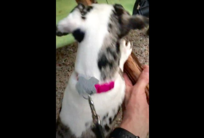 ダックスフンド,動画