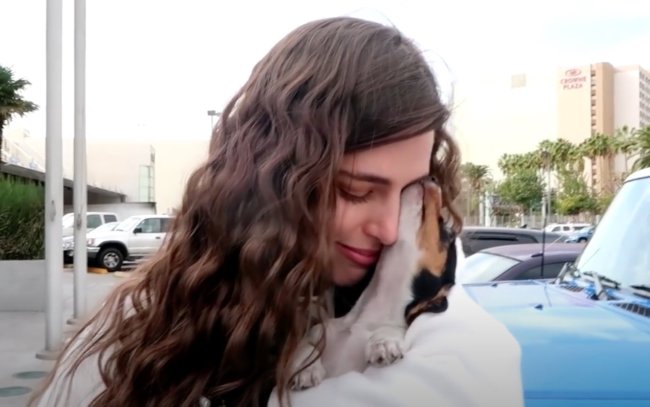 ダックスフンド,動画