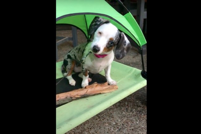 ダックスフンド,動画