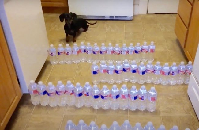 ダックスフンド,動画